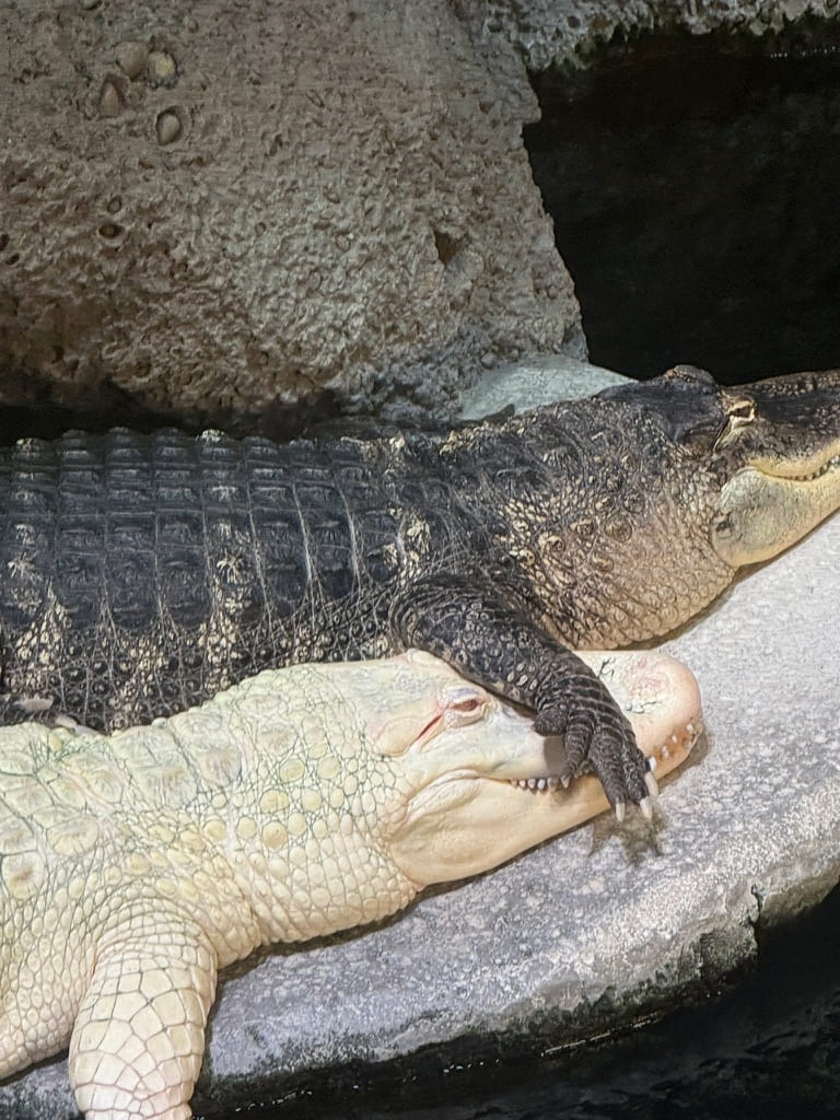 016a2bf19daf466b15962f2abff2ef52_1764578955_6092.jpg 016a2bf19daf466b15962f2abff2ef52_1764578955_6092.jpg